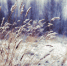 winter_wind_of_change__by_bunnis-d4l9y9v - Zvgorod.Info