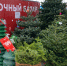 Елочные базары в Звенигороде будут работать до 31 декабря - Regions.Ru
