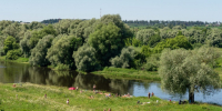 К выходным водоемы Звенигорода станут как парное молоко - Regions.Ru